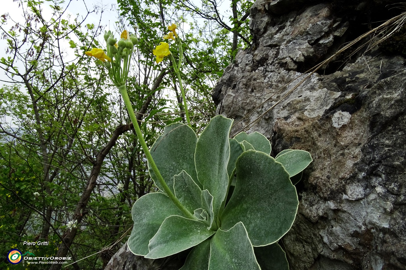 22 Orecchia d'orso (Primula auricula).JPG -                                